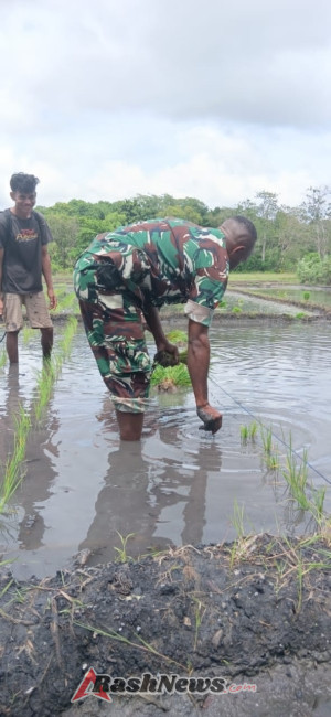 Sinergi TNI dan Petani: Babinsa Pahunga Lodu Pantau Penanaman Padi