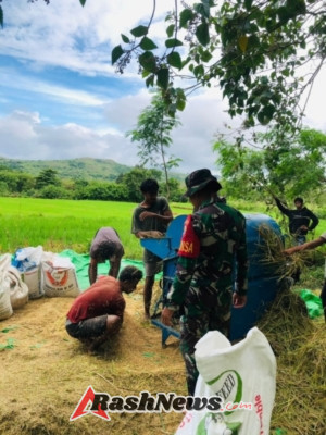 Sinergi Babinsa dan Warga: Pendampingan Rontok Padi di Desa Nangga Karera