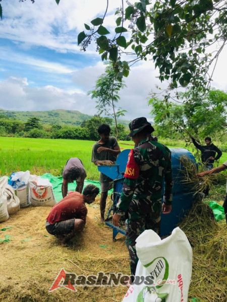 Sinergi Babinsa dan Warga: Pendampingan Rontok Padi di Desa Nangga Karera