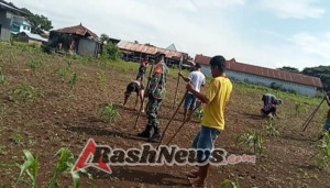 Perkuat Ketahanan Pangan, Babinsa Lewa Arahkan Warga Tanam Padi Ciherang