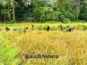 Meski Hari Minggu, Babinsa Tetap Hadir Bantu Warga Panen Padi di Karera