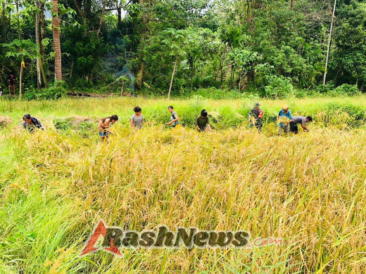 Meski Hari Minggu, Babinsa Tetap Hadir Bantu Warga Panen Padi di Karera