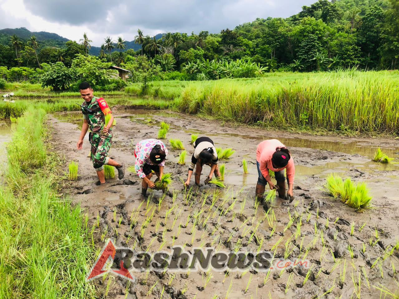 Babinsa Kodim 1601/Sumba Timur Terus Dorong Swasembada Pangan di Lewa