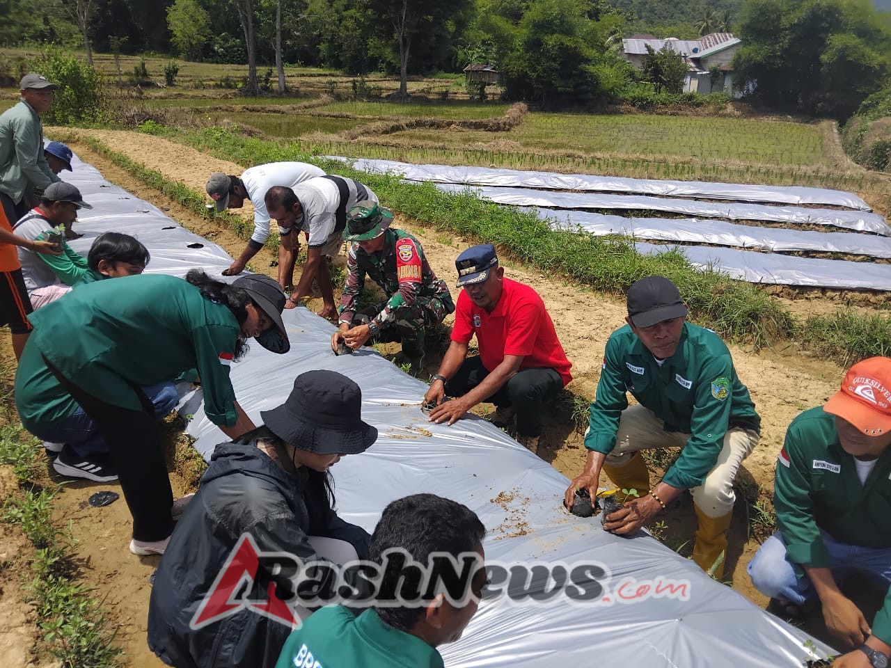Koramil 1630-01/Komodo Dukung Sekolah Lapang Genta Organik di Desa Golo Ketak