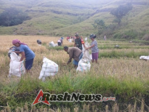 Babinsa Rindi Umalulu Aktif Dukung Program Hanpangan di Desa Praibokul