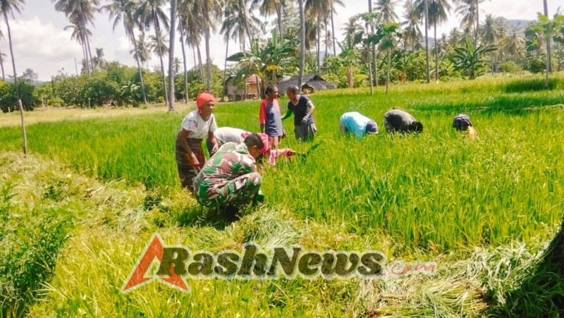 Tingkatkan Produktivitas, Babinsa Koramil Talibura Gelar Kerja Bakti Pertanian