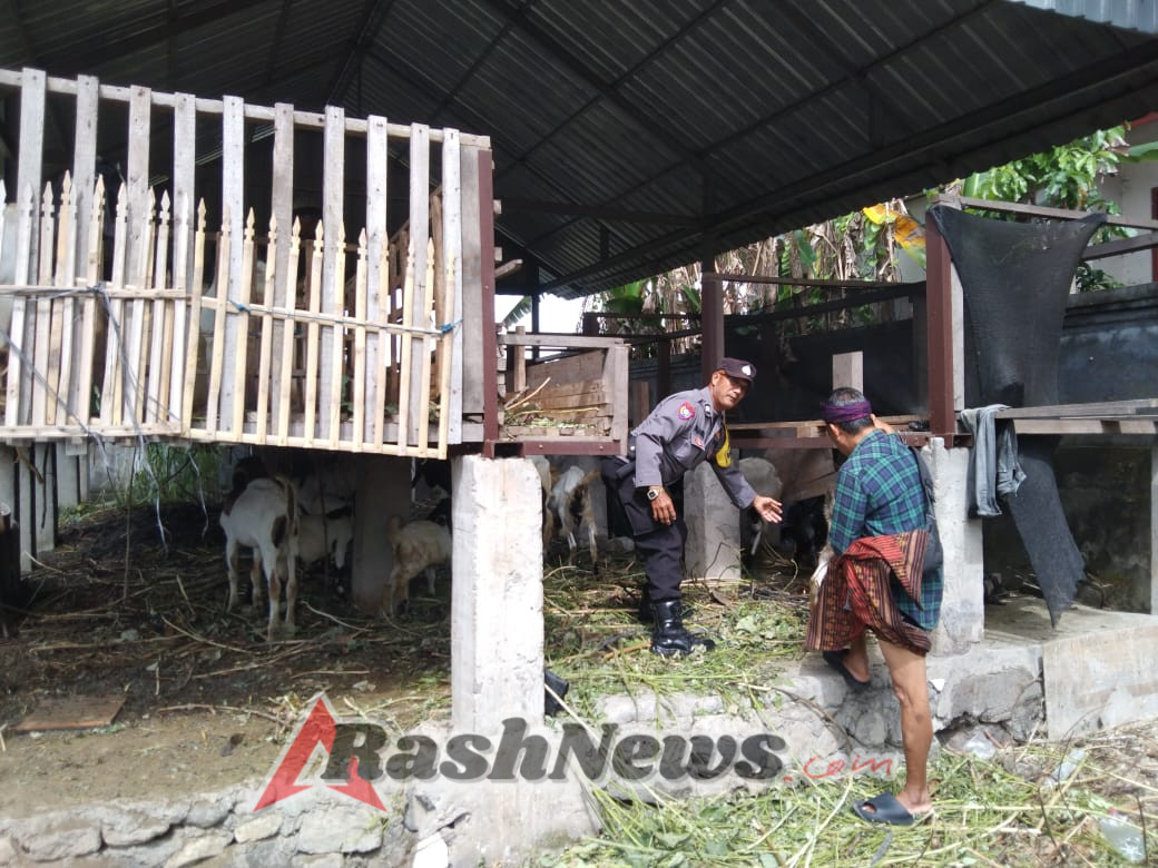 Ketahanan Pangan Hewani, Bhabinkamtibmas Bona Interaksi Dengan Peternak Kambing