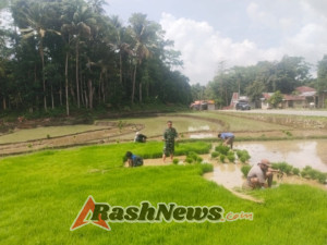 Sertu Ananias Valentin Wujudkan Kepedulian dengan Bantu Warga Cabut Bibit Padi