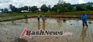 Babinsa Lewa Dampingi Petani Tanam Padi di Desa Kambata Wundut