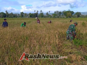 TNI Hadir untuk Rakyat: Babinsa Bantu Panen Padi di Kecamatan Rindi Umalulu