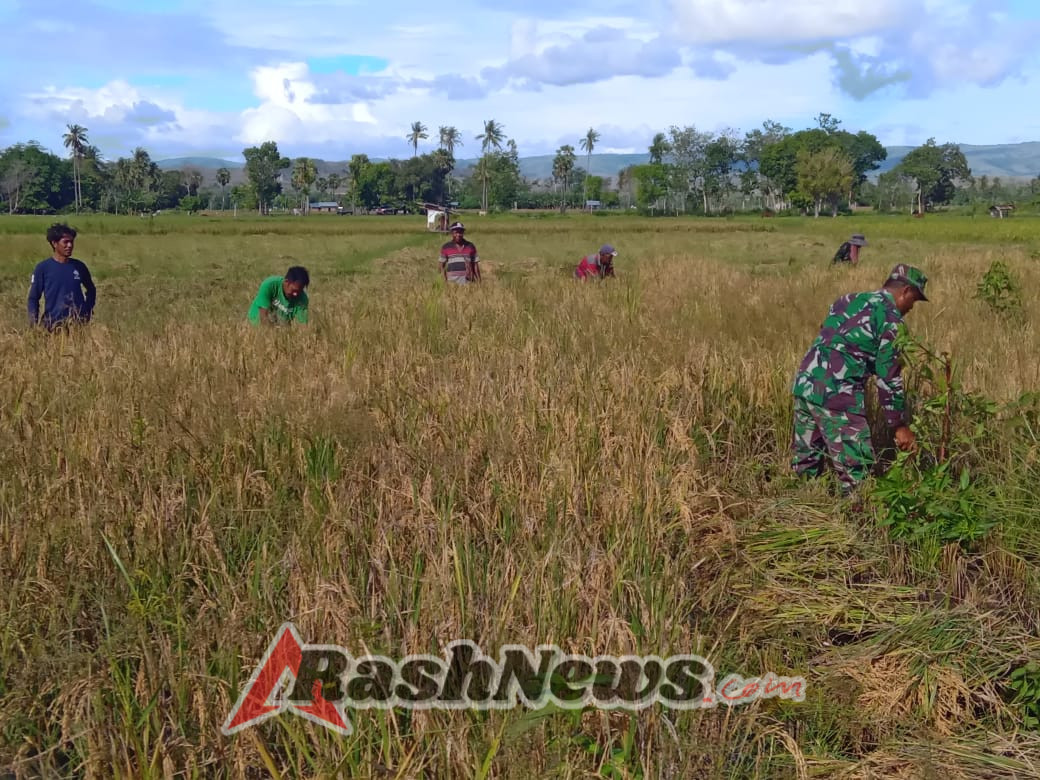 TNI Hadir untuk Rakyat: Babinsa Bantu Panen Padi di Kecamatan Rindi Umalulu