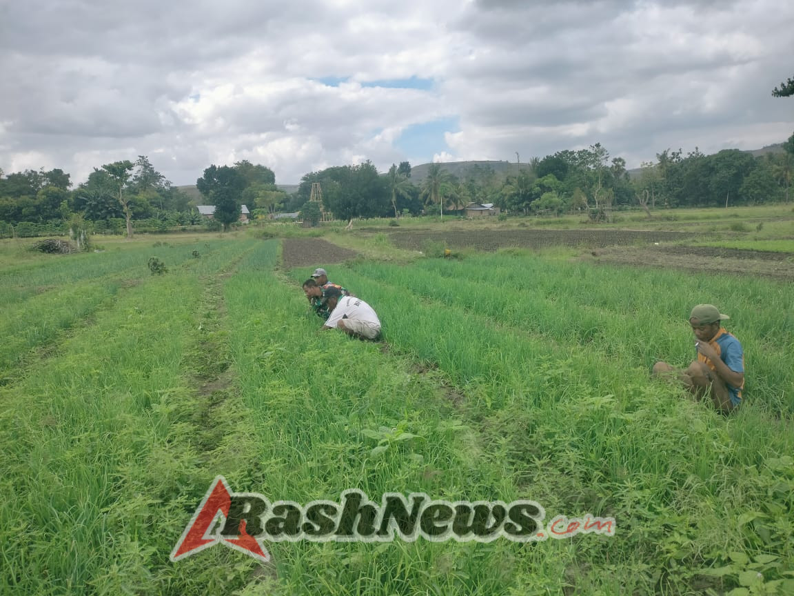 Dukung Pertanian Rakyat, Babinsa Lambanapu Terjun Langsung Bantu Penyiangan Bawang Merah