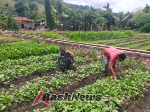 Pendampingan Babinsa Perkuat Produktivitas Holtikultura di Desa 