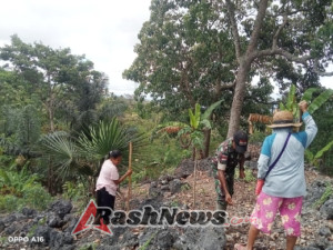 Babinsa Koramil Biudukfoho Sertu Sebastio De Jesus Dampingi Petani Tanam Jagung