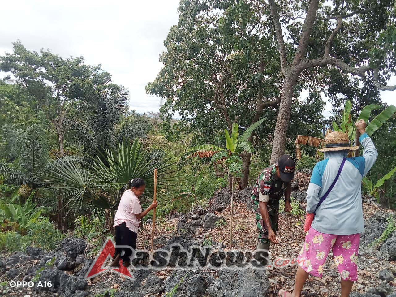 Babinsa Koramil Biudukfoho Sertu Sebastio De Jesus Dampingi Petani Tanam Jagung