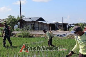 Perkuat Produktivitas Sawah, Kopda Diaz Arahkan Petani Tangani Hama Sejak Dini
