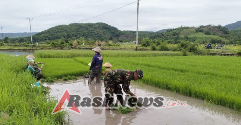Tangan Tentara, Hati Petani: Mengapa Kehadiran Kopda Suhardiman Kunci Utama Semangat dan Produktivitas Desa