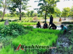 Sinergi TNI dan Petani: Babinsa Karera Bersama Warga Cabut Bibit Padi