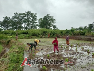 TNI dan Masyarakat Bersinergi: Babinsa Bantu Penanaman Padi di Sambali Loku
