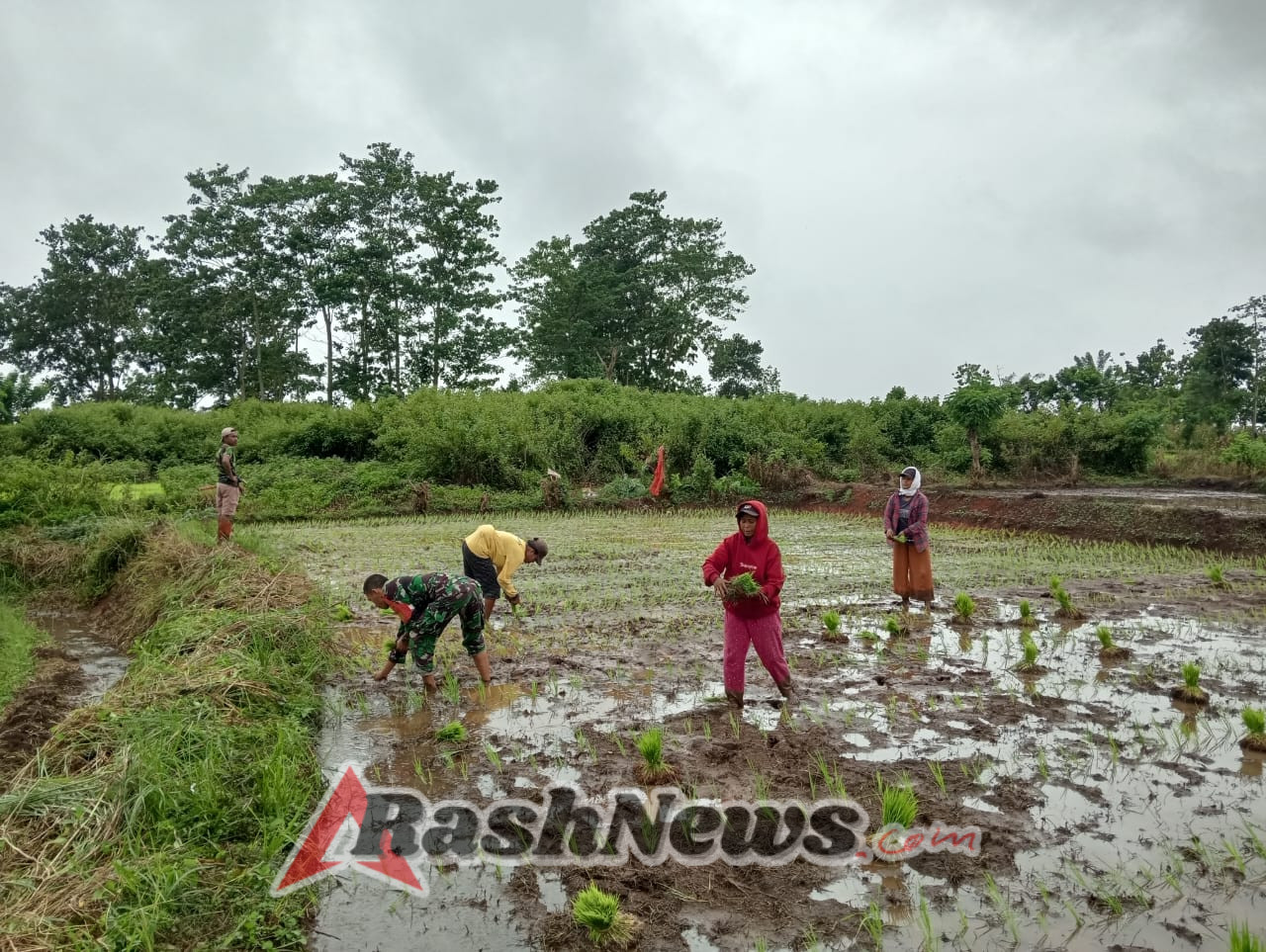 TNI dan Masyarakat Bersinergi: Babinsa Bantu Penanaman Padi di Sambali Loku