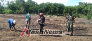 Babinsa Kodim 1601/Sumba Timur Turun ke Kebun Bantu Penanaman Jagung