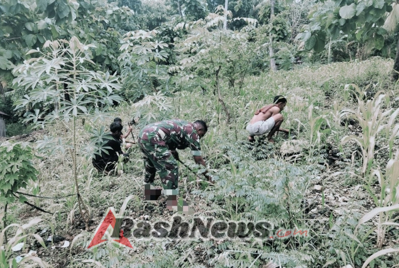 Kerja Nyata Babinsa Insut, Perkebunan Warga Jadi Fokus Pendampingan