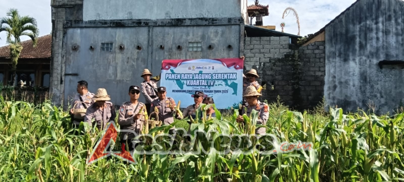 Panen Raya Jagung Serentak Kuartal IV di Daerah Hukum Polsek Sidemen
