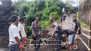 Hujan Lebat dan Angin Kencang Sebabkan Pohon Tumbang di Jalan Tegal Utu Lodtunduh, Akses Jalan Sempat Tertutup