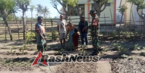 Pendampingan Babinsa Koramil 1618-03/Insut Dorong Kemandirian Pangan Masyarakat Humusu Oekolo