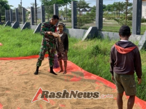 Sinergi Babinsa dan Petani Dorong Peningkatan Hasil Panen