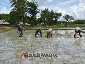 Gotong Royong Babinsa dan Warga Warnai Musim Tanam di Desa Oepuah Utara