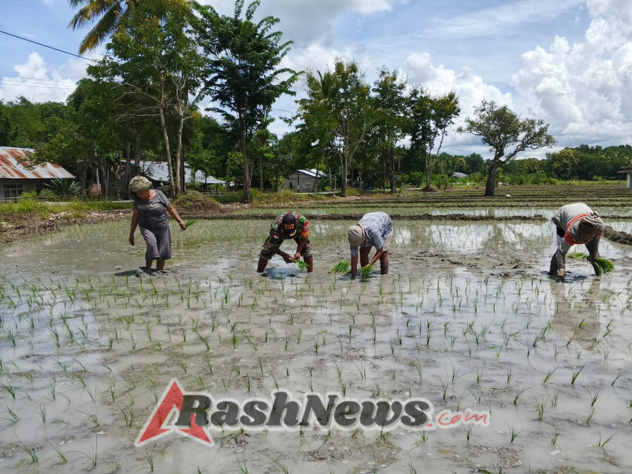 Gotong Royong Babinsa dan Warga Warnai Musim Tanam di Desa Oepuah Utara