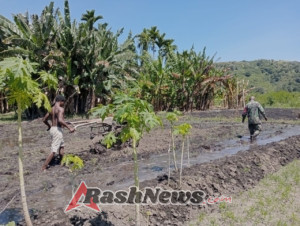 Babinsa Koramil 1622/Alor Laksanakan Bakti Pendampingan Pertanian