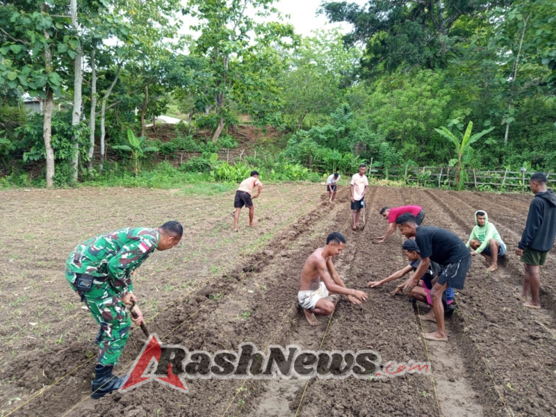 Manfaatkan Lahan Kosong, Babinsa Bersama Pemuda Desa Siapkan Lahan Budidaya Lombok