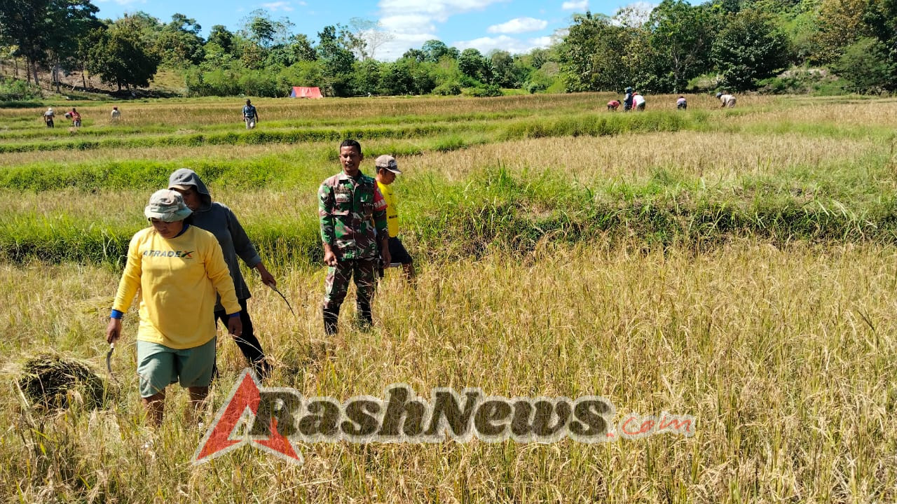 Dukung Ketahanan Pangan, Babinsa Koramil 01/Loli Terjun ke Sawah Bersama Petani