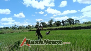 Dukung Ketahanan Pangan, Babinsa Koramil 03/Katikutana Dampingi Perawatan Tanaman Padi