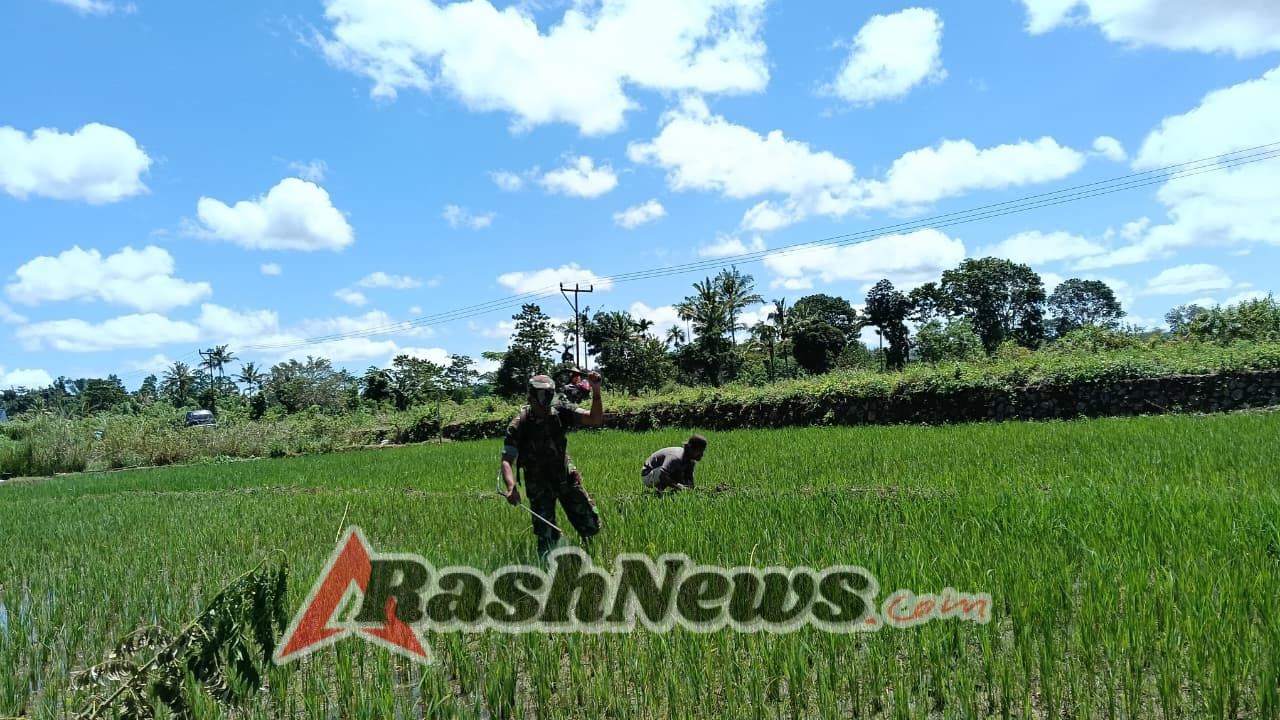 Dukung Ketahanan Pangan, Babinsa Koramil 03/Katikutana Dampingi Perawatan Tanaman Padi