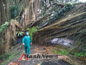 Gerak Cepat Babinsa Gerakan Bersama BPBD Turun Ke Lokasi Tinjau Musibah Pohon Tumbang, Pastikan Situasi Aman