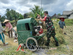 Sinergi TNI dan Petani, Babinsa Bebalang Hadiri Panen Padi Inpari 32
