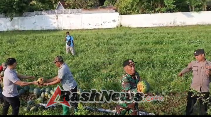 Babinsa Kalibukbuk Hadir di Tengah Petani, Panen Semangka Jadi Penguat Ekonomi Desa