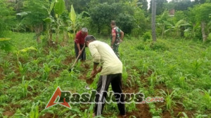 Babinsa Sambangi Ladang Jagung, Berikan Bimbingan Praktis bagi Petani