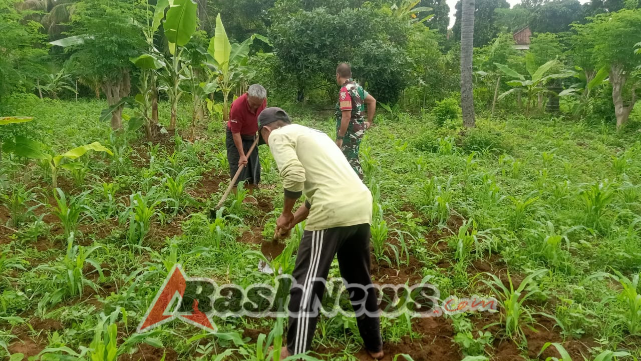 Babinsa Sambangi Ladang Jagung, Berikan Bimbingan Praktis bagi Petani
