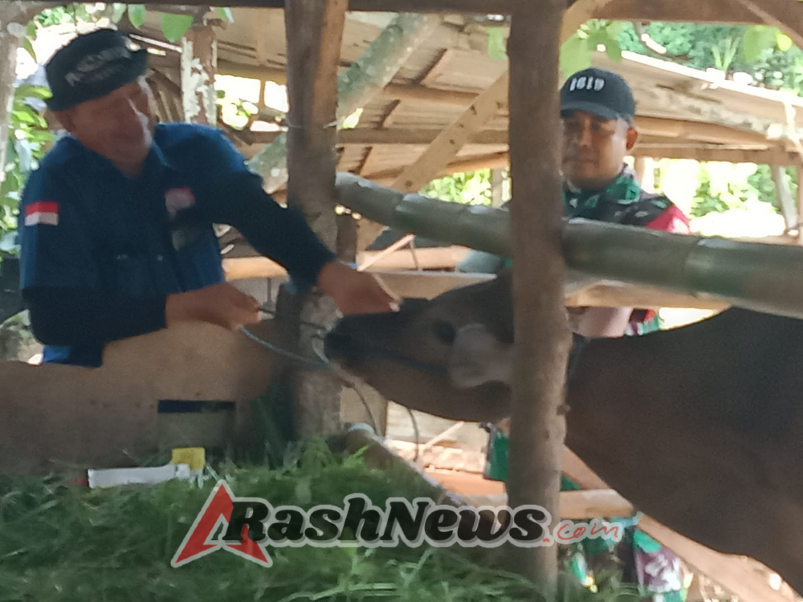 Babinsa Desa Jegu Dampingi Vaksinasi PMK dan Penanganan Kesehatan Ternak Sapi Program Hanpangan Hewani