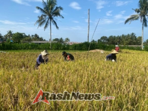 Bantu Petani Panen Padi, Babinsa Timuhun Tegaskan Konsistensi TNI Peduli Kesejahteraan Petani