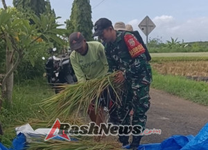 Dukung Ketahanan Pangan, Serka I Gede Semara Dampingi Petugas BPS di Lahan Pertanian