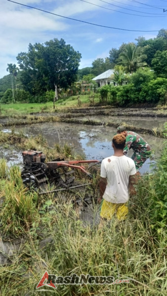 Serda Arifudin Bantu Pembajakan Sawah, Wujud Kemanunggalan TNI dan Rakyat di Kecamatan Lembor