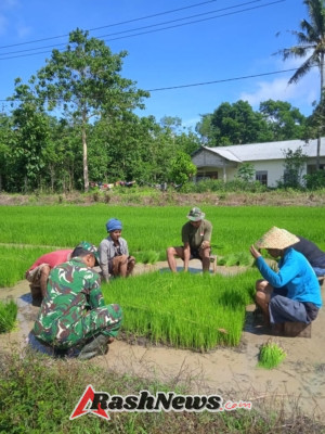 Wujud Kepedulian Babinsa, Koramil 01/Lewa Terjun Bantu Petani di Sumba Timur