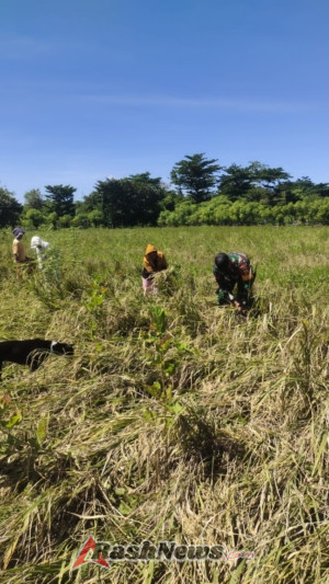 Babinsa Pratu Aldi Kore Ajak Warga Tingkatkan Produktivitas Pertanian di Karera