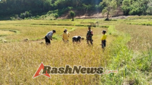 Aksi Nyata Babinsa: Sertu Husni Turun Sawah Bantu Petani Tanarighu Panen Padi