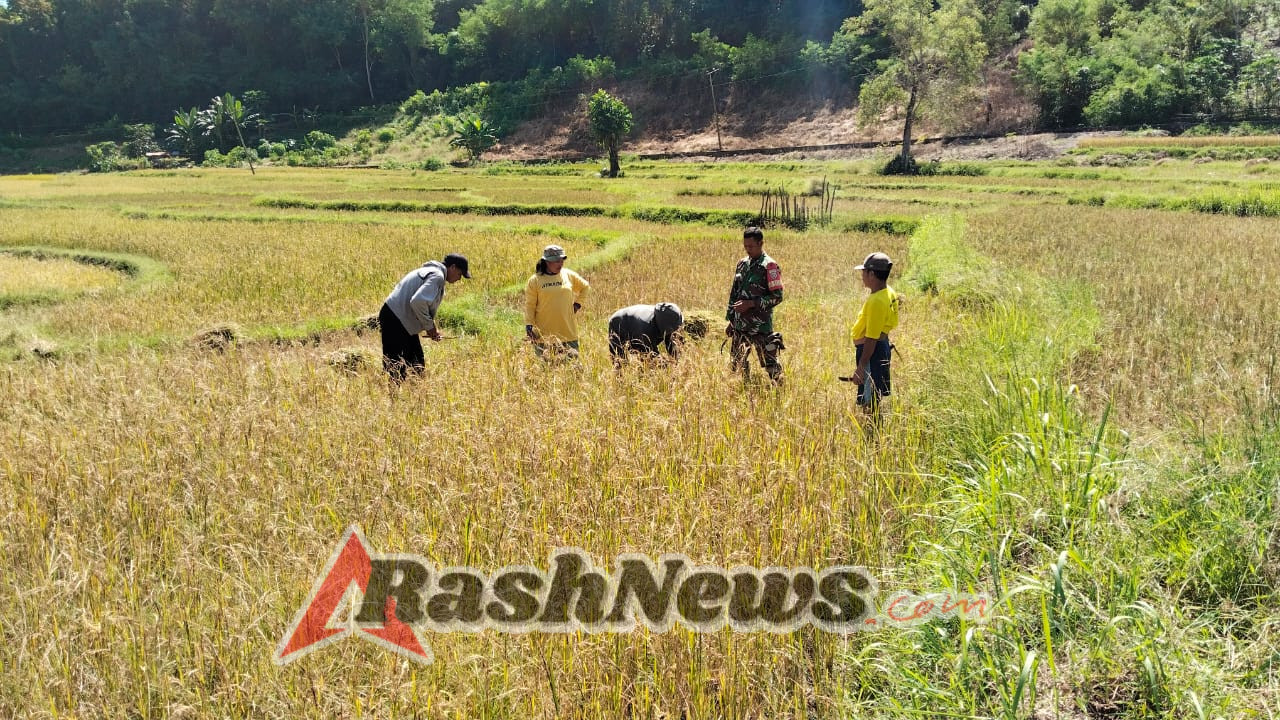 Aksi Nyata Babinsa: Sertu Husni Turun Sawah Bantu Petani Tanarighu Panen Padi